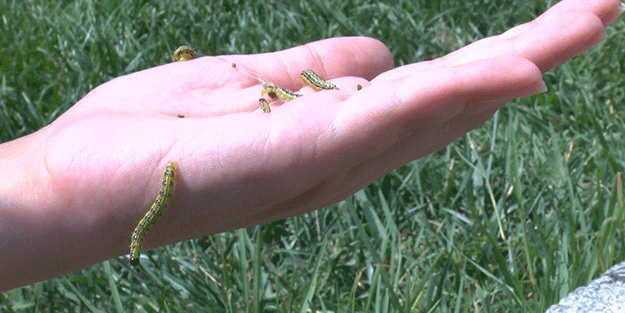 Trakya'da çayır tırtılının ayçiçeğine zararı erken müdahaleyle önlendi
