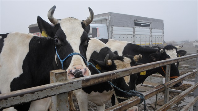 Trakya’nın Holstein süt ineğine yoğun talep