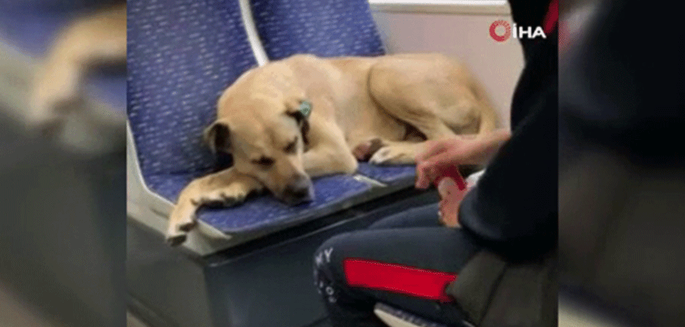 Tramvayda sevimli yolcu dikkat çekti