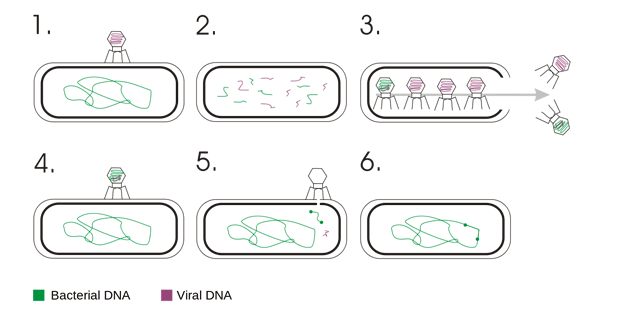Transdüksiyon nedir?