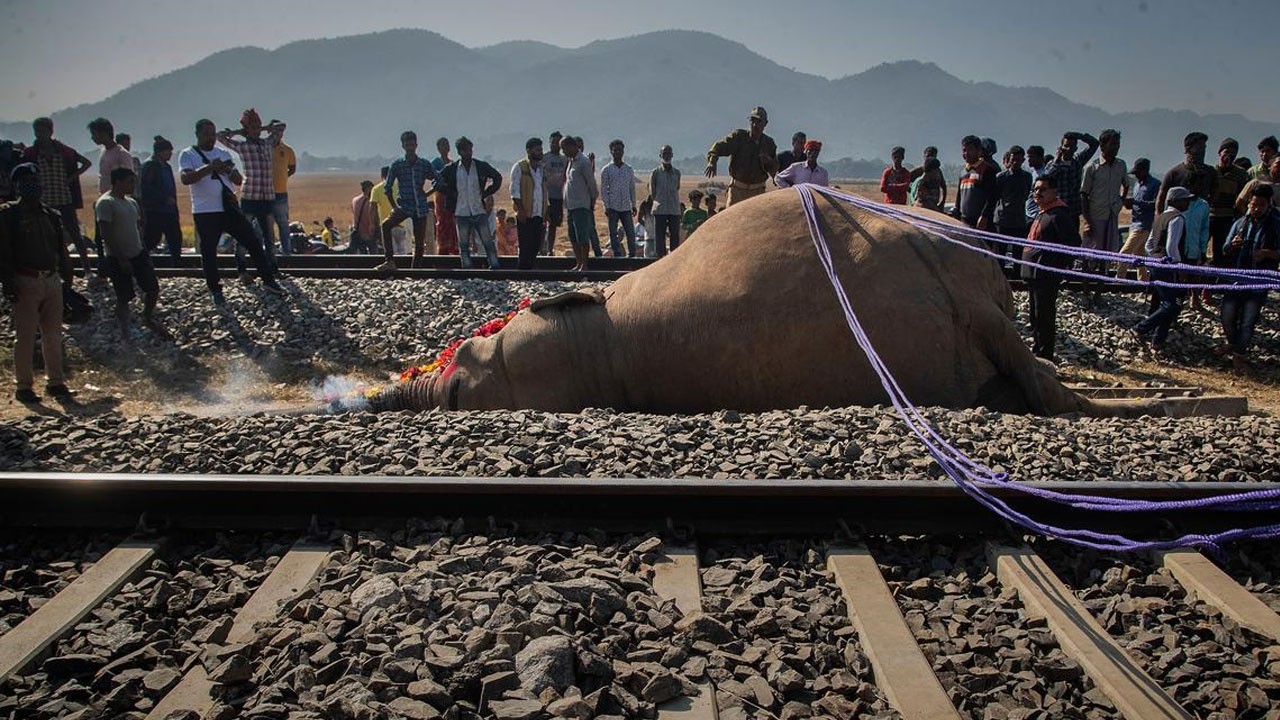 Tren fil sürüsüne çarptı! Yaşananlar herkesi dehşete düşürdü