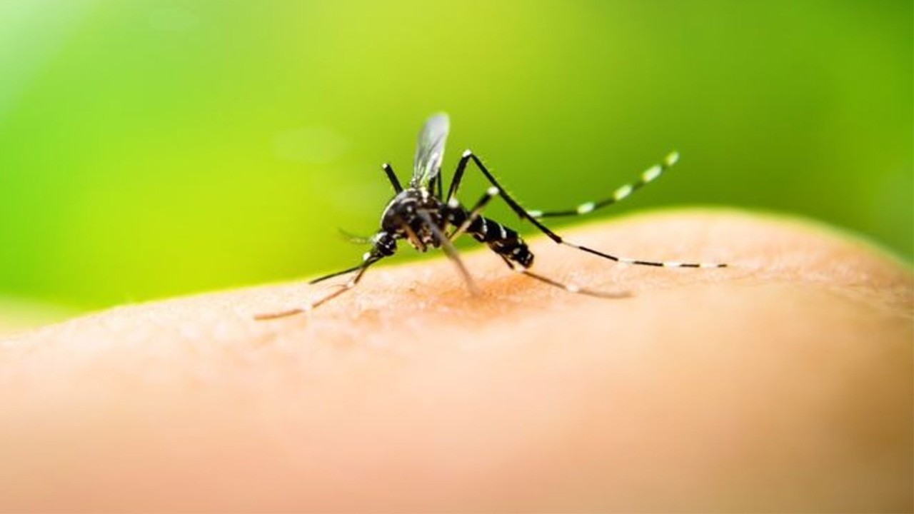 Tropikal kökenli sivrisinekler Türkiye'de