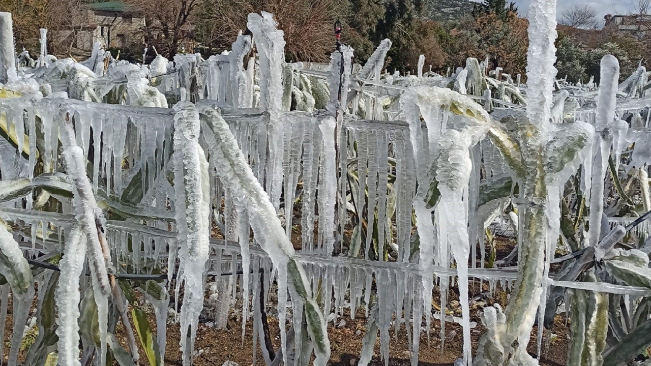 Tropikal meyveler soğuğa dayanamadı!