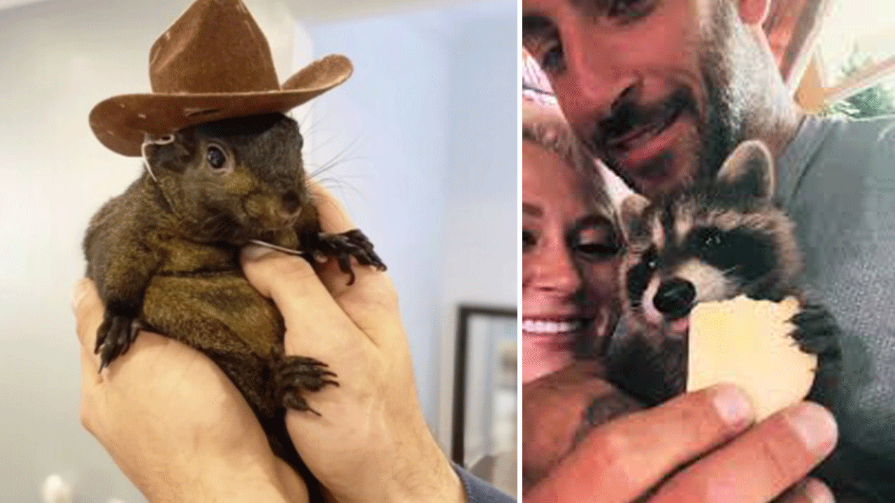 Trump da çok sinirlenmişti! New York belediyesine kuduz diye öldürdüğü 1 sincap ve 1 rakun için 10 milyon dolar tazminat davası açıldı