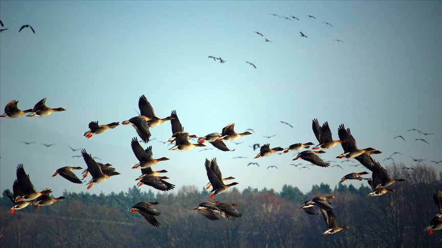 Trump yönetiminin yasa değişikliği milyarlarca kuşun ölümüne neden olabilir