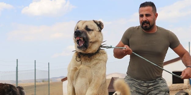 TSK Kangallar için harekete geçti! Bakın nerede kullanılacaklar