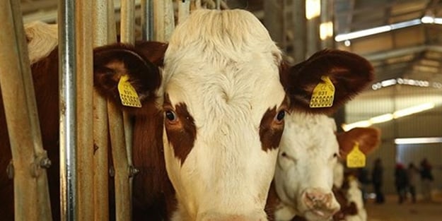 Tüberküloza dirençli büyükbaş hayvan klonlandı