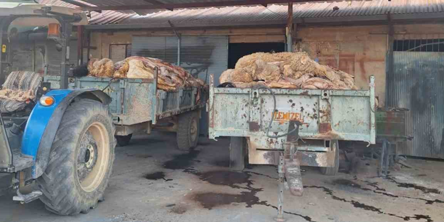 Tüccarın almadığı deriler elde kaldı