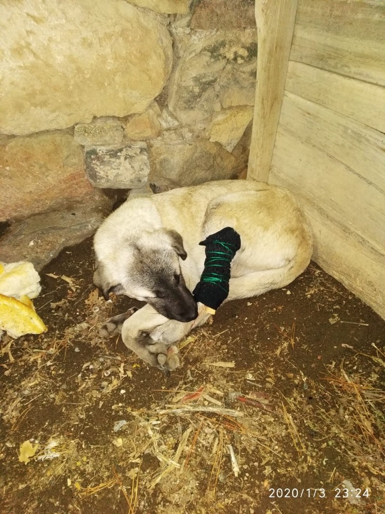 Tüfekle ayağından vurulan köpeğe şefkat eli 