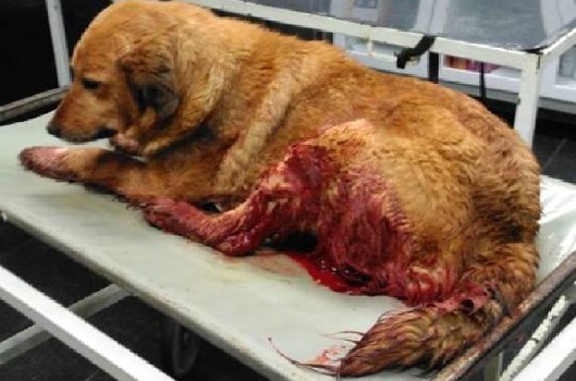 Tüfekle vurulan sokak köpeğine belediye sahip çıktı