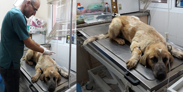 Tüfekle vurulduğu belirlenen köpek tedaviye alındı
