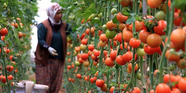 Bulgar tüccarlar 'domates' yaptırımını deldi!