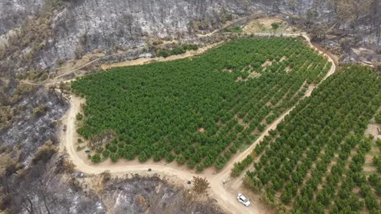 Tuhaf olay: Orman yangınında alevler oraya dokunmadı bile!