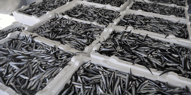 TÜİK'ten korkutan veriler! 'Böyle giderse balık kalmayacak'