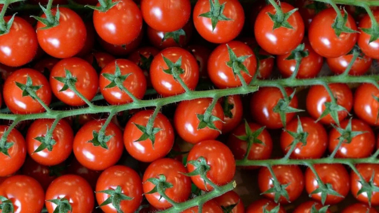 Tüketicilere acil uyarı: Domateslere toplatılma kararı!