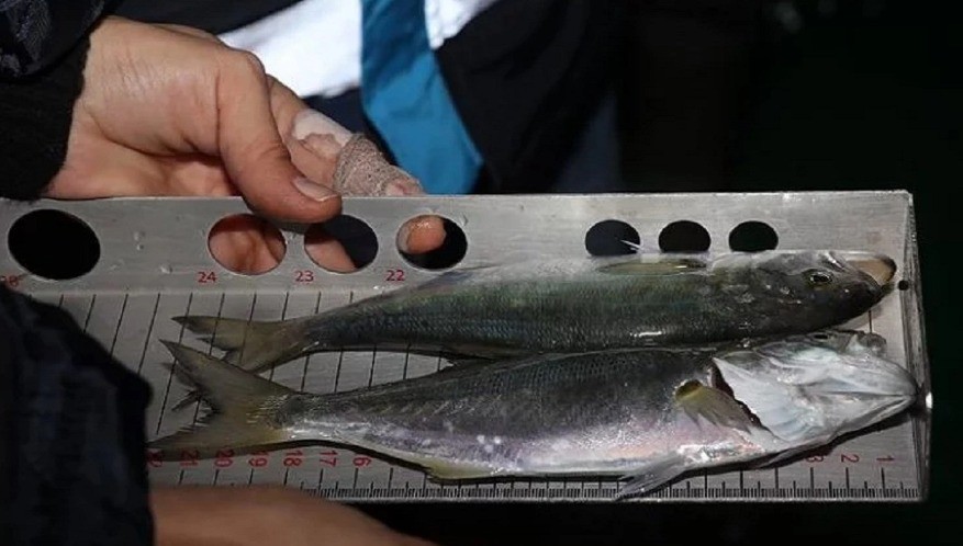 Tüketiminde sakınca görülmeyen su ürünleri ne yapılıyor?