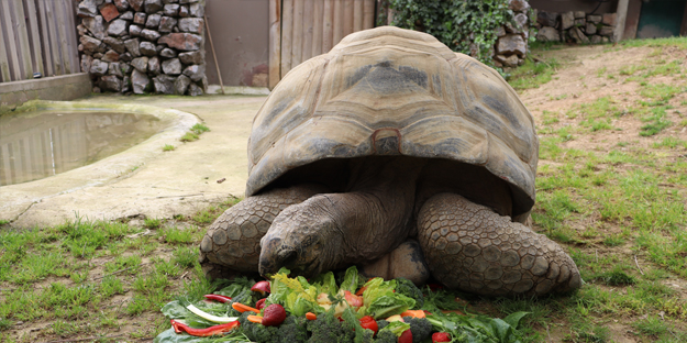 Tuki 103 yaşına girdi! En yaşlı sakini...