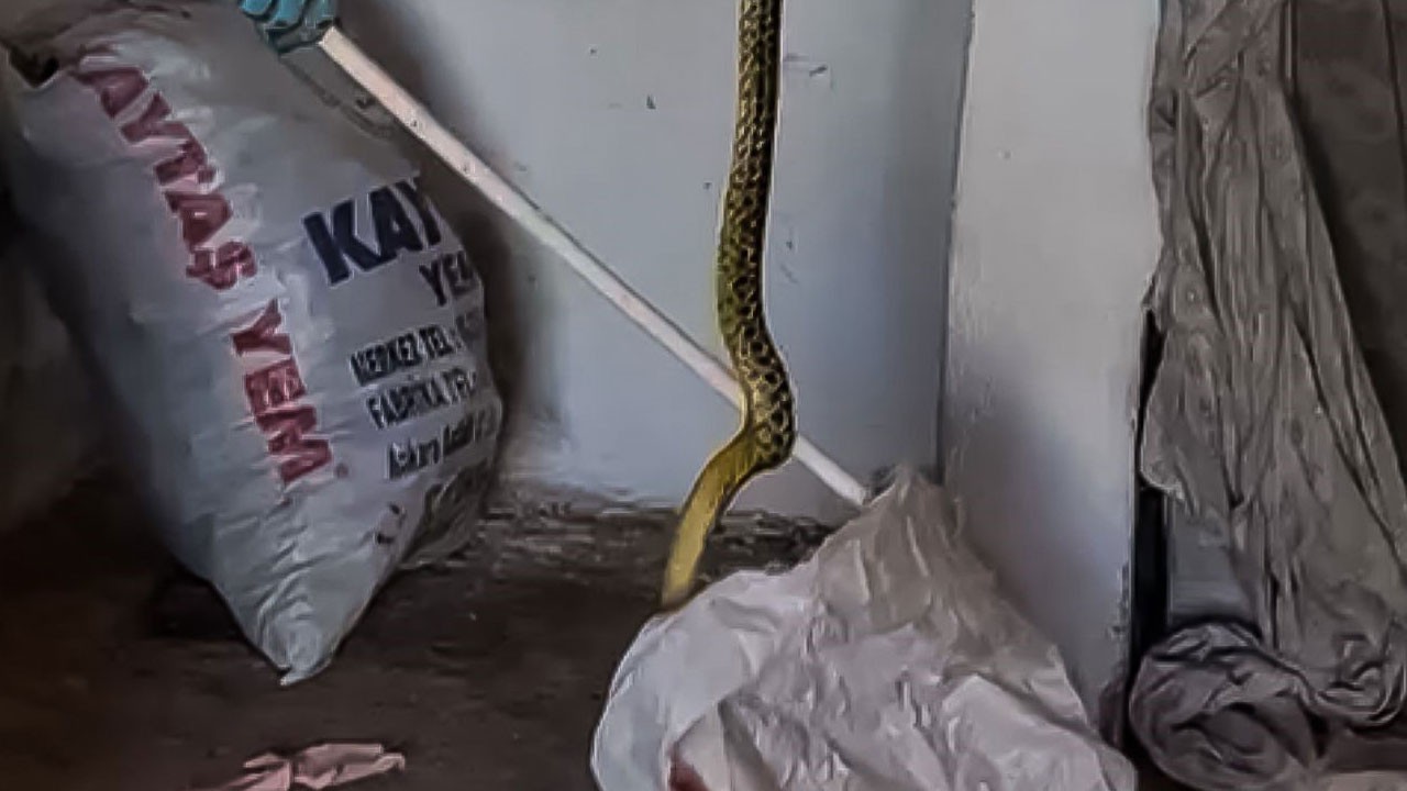 Tüm 2 metre boyunda! Kendi evinde kabusu yaşadı