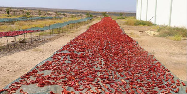 Tüm Avrupa peşinde! Iğdır'da üretiliyor...