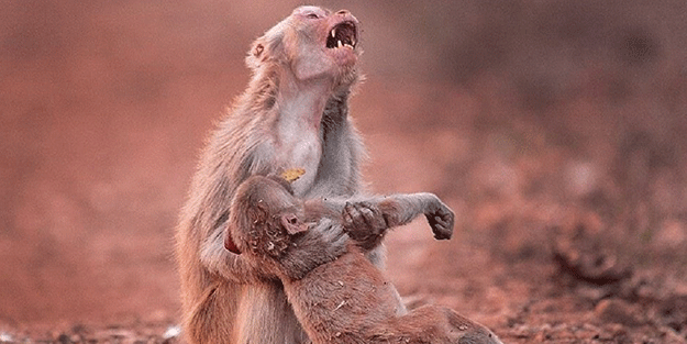 Tüm dünya bu görüntüyü konuşuyor! Anne maymun...