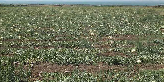 Tüm dünya onun peşinde! Gözler Bandırma'ya çevrildi