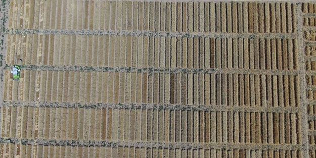 Tüm dünya Sivas'ın köyündeki o tarlaya gözünü çevirdi! Anbean takip ediyorlar, güzel haberi bekliyorlar