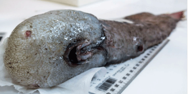 Tüm dünya bunu konuşuyor! Yüzü yok...