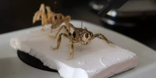 Tüm dünya tanıyor! Sadece Türkiye'de var