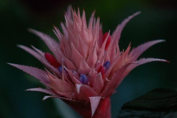 Tüm gözler bu çiçeklerde