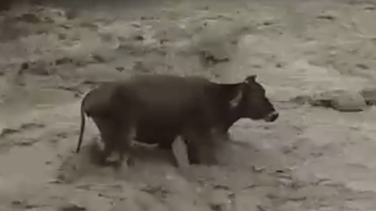 Tüm ilçe seferber oldu: Taşan derede mahsur kalan inek saatlerce kurtarılmayı bekledi