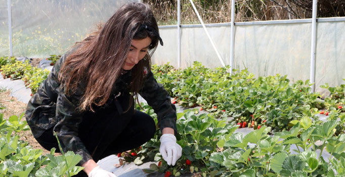 Tüm kariyerini bırakarak köyde çilek serası kurdu