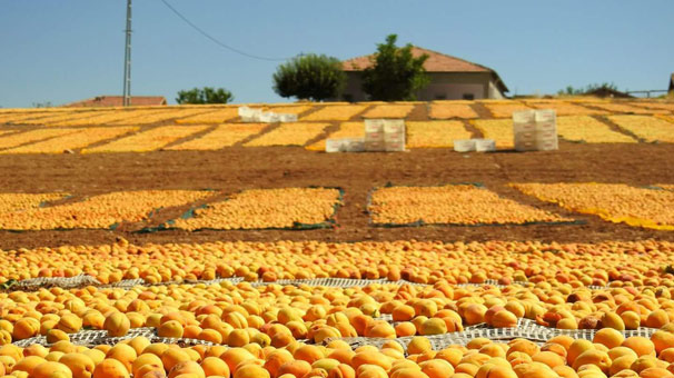 Tüm kent sarıya boyandı!