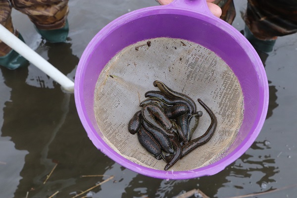 Tüm mahalle bu işi yapıyor! Ayda 10 bin lira kazanıyorlar