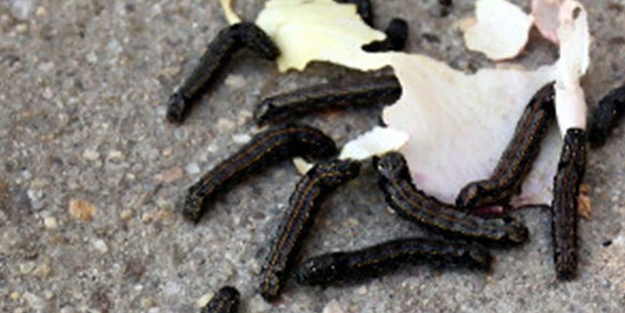 Tüm mahalleyi pamuk yaprak kurtları istila etti