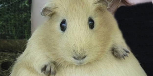 Tüm sevimliliğiyle 19 hamile hayvan - FOTO