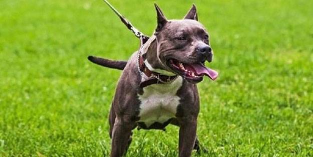 Tüm vahşete rağmen pitbull ticareti yapıyorlar