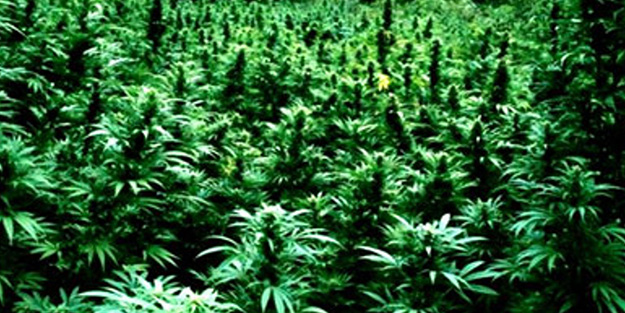 Tüm yönleriyle kenevir üretimi tartışılacak! Ramazan Kurtoğlu ve Abdurrahman Dilipak bu forumda buluşuyor