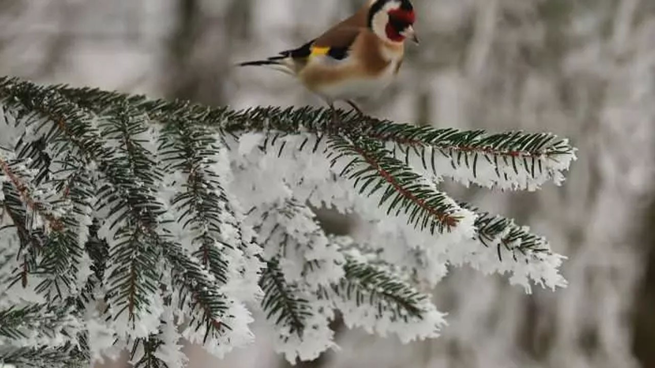 Tüm yurtta kar yağışı uyarısı: İstanbul'a kar yağacak mı?