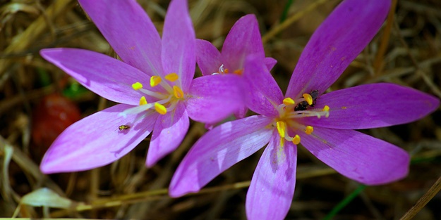 Tümöre karşı çiğdemden yapılan ilaç işe yarıyor