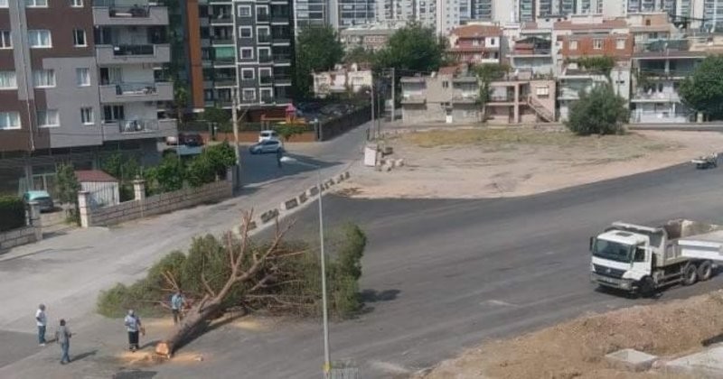 Tunç Soyer asırlık ağaca acımadı
