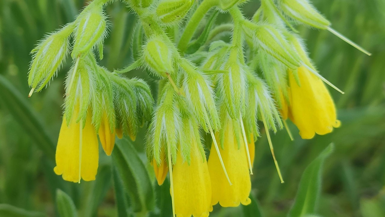 Tunceli dağlarında heyecanlandıran keşif
