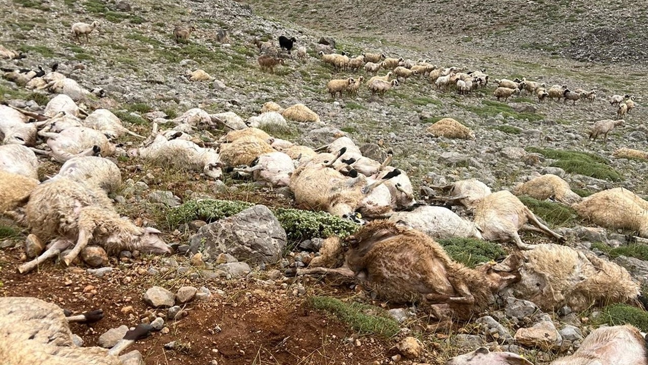 Tunceli Ovacık’ta Yıldırım Sürünün Ortasına Düştü: 200 Koyun Telef Oldu