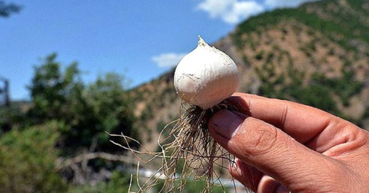 Bu sarımsağı koparan yandı! 48 bin 600 lira cezası var