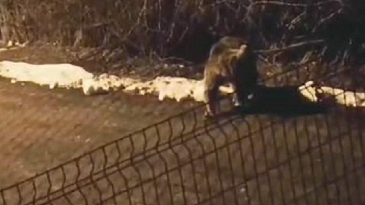 Tunceli sokaklarında beklenmedik misafir