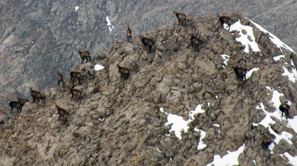 Tunceli’de 3 bin 300 rakımda görüntülendiler! Bir sürü...