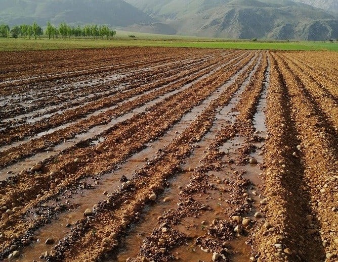 Tunceli’de 5 girişimci kadın için çilek bahçesi oluşturuldu 