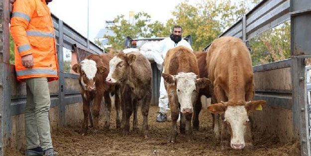 Tunceli'de 80 çiftçiye 400 büyükbaş hayvan