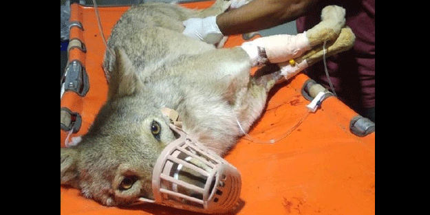 Tunceli'de araba çarpan kurt, tedavi altına alındı