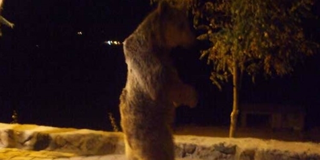 O şehrimizde şaşırtan görüntü