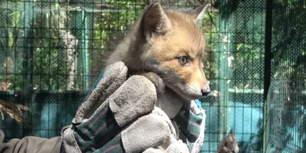 Tunceli'de bulundu! Koruma altına alındı